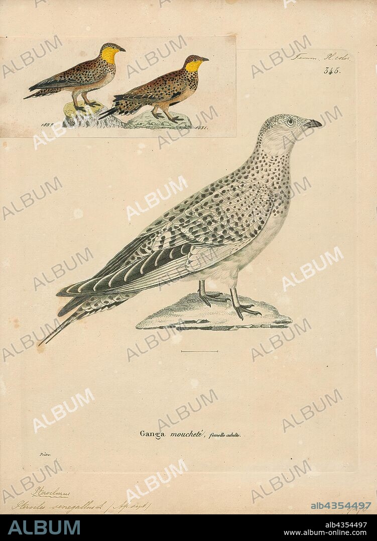 Pterocles senegallus, Print, The spotted sandgrouse (Pterocles senegallus) is a species of ground dwelling bird in the family Pteroclididae. It is found in arid regions of northern and eastern Africa and across the Middle East and parts of Asia as far east as northwest India. It is a gregarious, diurnal bird and small flocks forage for seed and other vegetable matter on the ground, flying once a day to a waterhole for water. In the breeding season pairs nest apart from one another, the eggs being laid in a depression on the stony ground. The chicks leave the nest soon after hatching and eat dry seed, the water they need being provided by the male which saturates its belly feathers with water at the waterhole. The spotted sandgrouse is listed as being of "least concern" by the International Union for Conservation of Nature in its Red List of Threatened Species., 1700-1880.