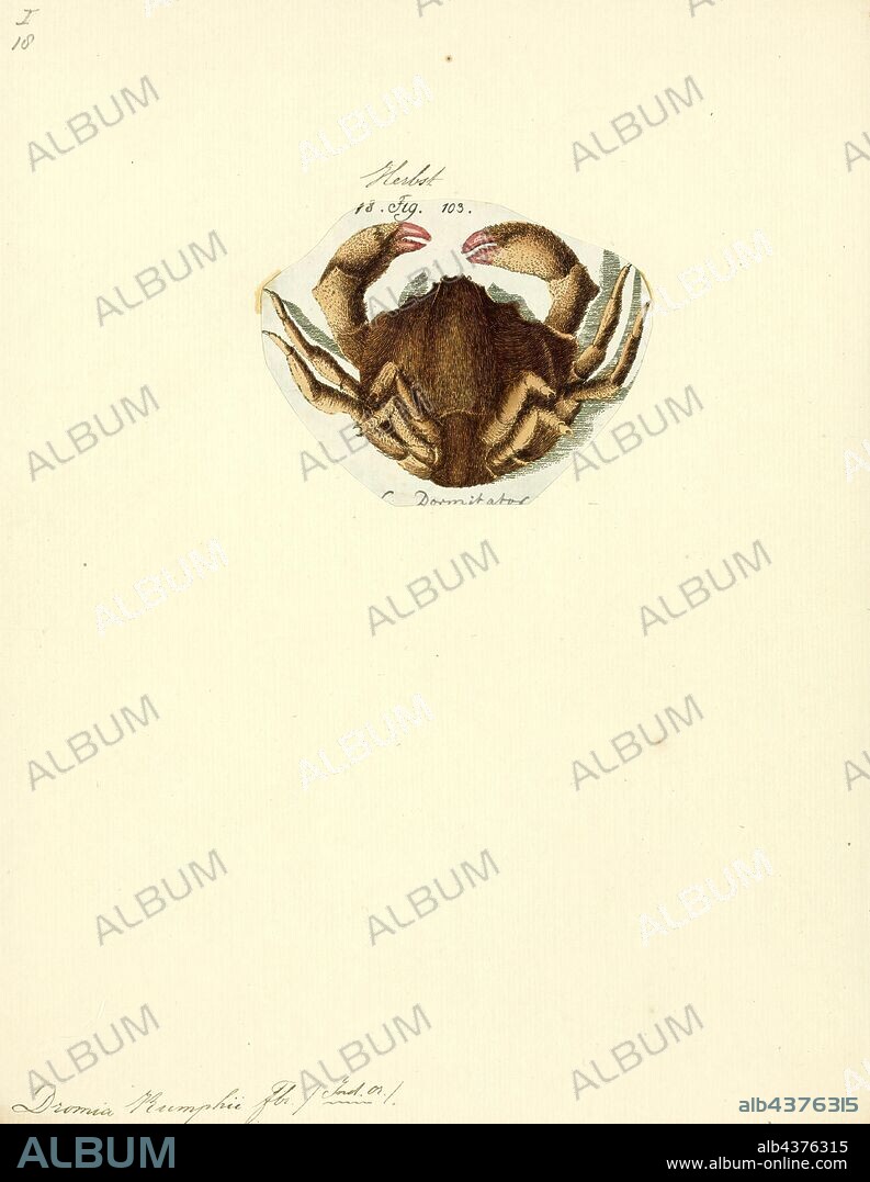 Dromia rumphii, Print, Dromia dormia, the sleepy sponge crab or common sponge crab, is the largest species of sponge crab. It grows to a carapace width of 20 cm (8 in) and lives in shallow waters across the Indo-Pacific region.