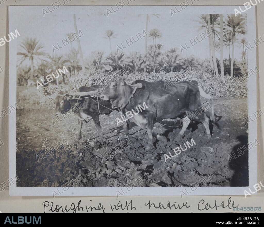 Photograph - 'Ploughing with Native Cattle', Egypt, Captain Edward ...