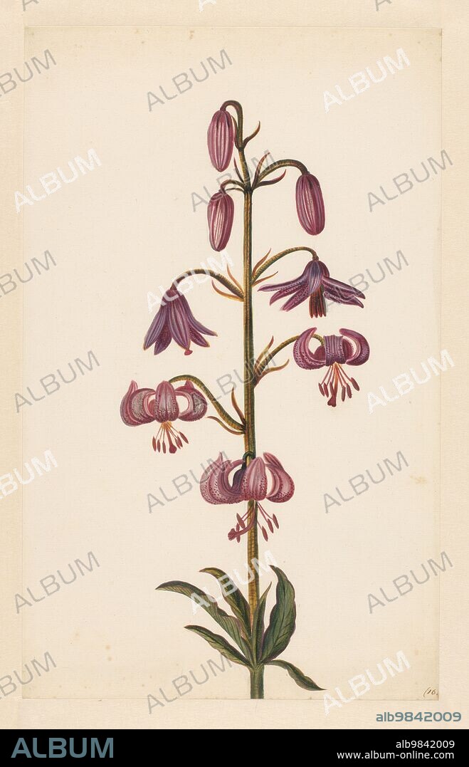 Martagon Lily (Lilium martagon), late 17th-early 18th century? Attributed to Alida Withoos.