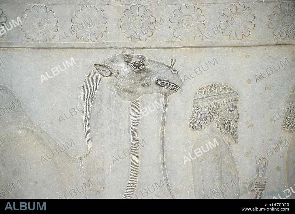 ARTE PERSA-AQUEMENIDA. REPUBLICA ISLAMICA DE IRAN. Siglos VI-V a. C. RELIEVES DE LA ESCALINATA DE LA APADANA DEL PALACIO DE DARIO I (522-486 a. C.), en los que se narran los fastos del Año Nuevo. Detalle de un relieve con la representación de una DELEGACION BACTRIANA CON OFRENDAS: UN CAMELLO. PERSEPOLIS.