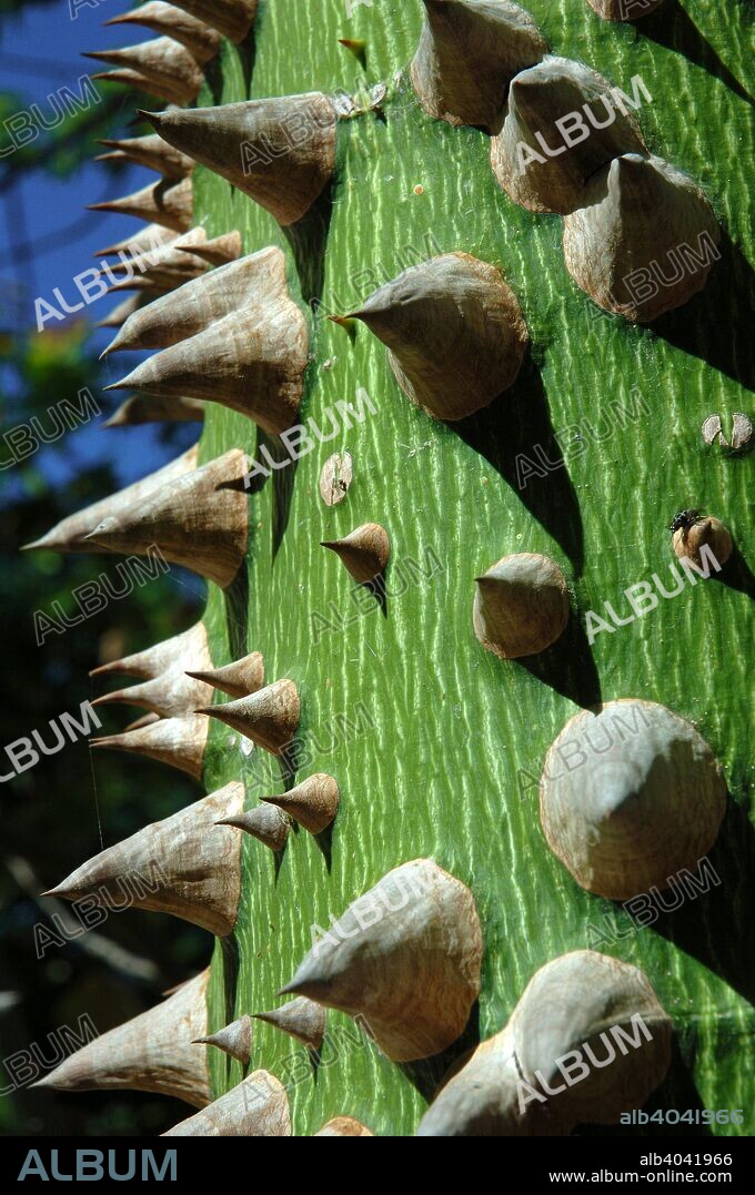 Silk floss tree (Chorisia speciosa), The Alamillo Park, Seville, Region of Andalusia, Spain, Europe.