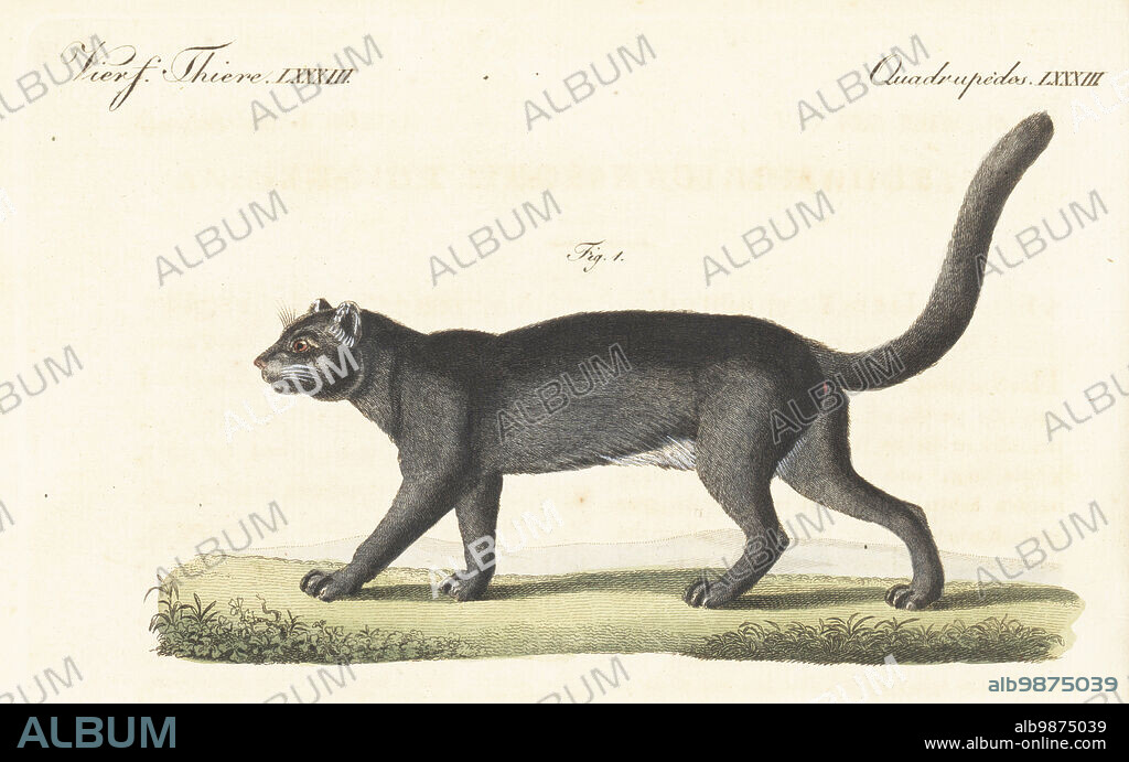 Jaguarundi, Herpailurus yagouaroundi. Wild cat native to South and Central America, also known as the eyra, gato moro, tigrillo. Le yaguarundi, Felis yaguarundi. Handcoloured copperplate engraving by Th. Goetz from Carl Bertuch's Bilderbuch fur Kinder (Picture Book for Children), Weimar, 1815. A 12-volume encyclopedia for children illustrated with almost 1,200 engraved plates on natural history, science, costume, mythology, etc., published from 1790-1830.