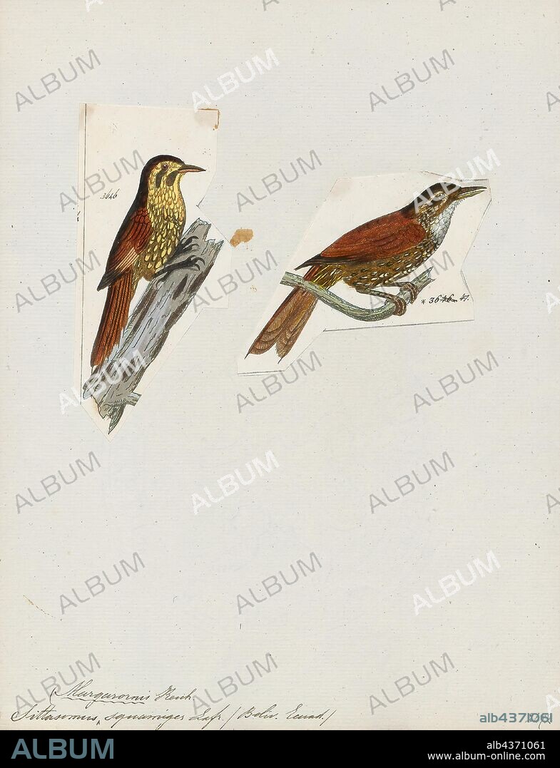 Sittasomus squamiger, Print, Olivaceous woodcreeper, The olivaceous woodcreeper (Sittasomus griseicapillus) is a passerine bird of the tropical Americas. It belongs to the true woodcreepers (tribe Dendrocolaptini) of the ovenbird family (Furnariidae)., 1700-1880.