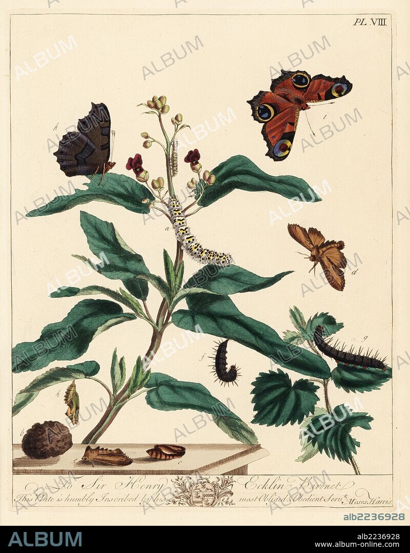 Water betony moth, Shargacucullia scrophulariae, and European peacock, Inachis io. Handcoloured lithograph after an illustration by Moses Harris from "The Aurelian; a Natural History of English Moths and Butterflies," new edition edited by J. O. Westwood, published by Henry Bohn, London, 1840.