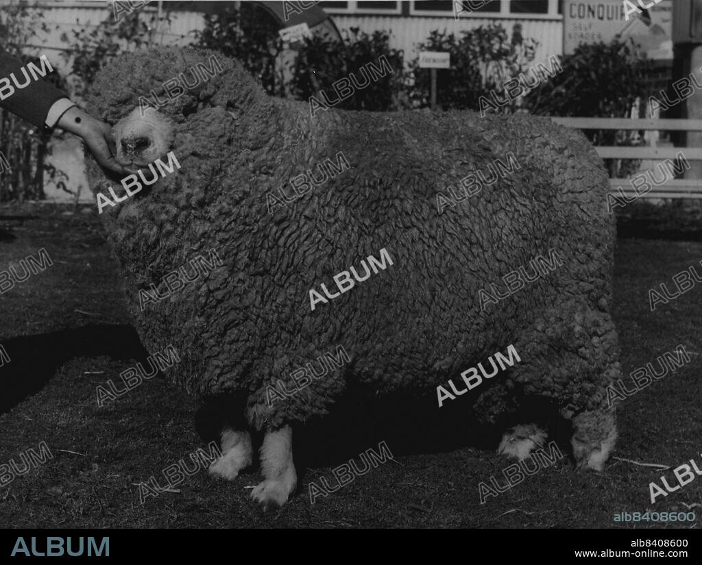 Sheep show Sydney grand champ corriedale ram no 352 owned by M Carroll and sons, ram over 2 yrs under three. June 03, 1955. (Photo by Gordon Herbert Short/Fairfax Media).