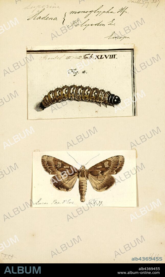 Hadena, Print, Hadena is a genus of moths of the family Noctuidae erected by Franz von Paula Schrank in 1802. About 15 species are native to North America, while over 100 are distributed in the Palearctic ecozone.