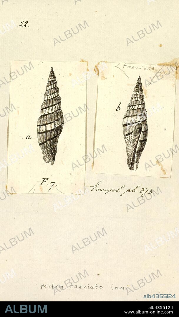 Mitra taeniata, Print, Vexillum (Vexillum) taeniatum, common name: the ribboned mitre, is a species of small sea snail, marine gastropod mollusk in the family Costellariidae, the ribbed miters.