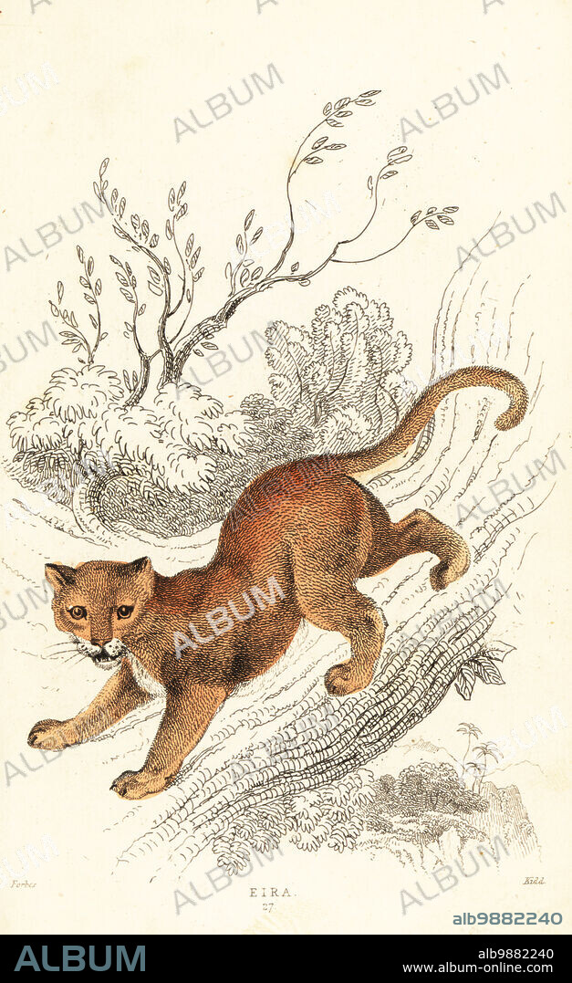 Jaguarundi, Puma yagouaroundi. From a specimen of a Cuguacuarara in the collection of Prince Maurice of Nassau. Felis eyra, Eira, Felis eira. South America. Handcoloured steel engraving by Joseph Kidd after an illustration by Alexander Forbes from William Rhinds The Miscellany of Natural History: Feline Species, edited by Sir Thomas Dick Lauder, Fraser & Co., Edinburgh, Scotland, 1834.