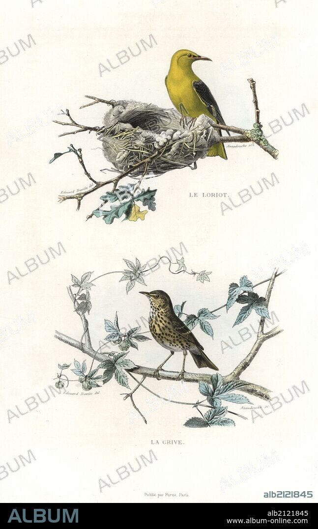Golden oriole on nest, Oriolus oriolus, and song thrush, Turdus philomelos. Handcoloured engraving on steel by Annedouche after a drawing by Edouard Travies from Richard's "New Edition of the Complete Works of Buffon," Pourrat Freres, Paris, 1837.