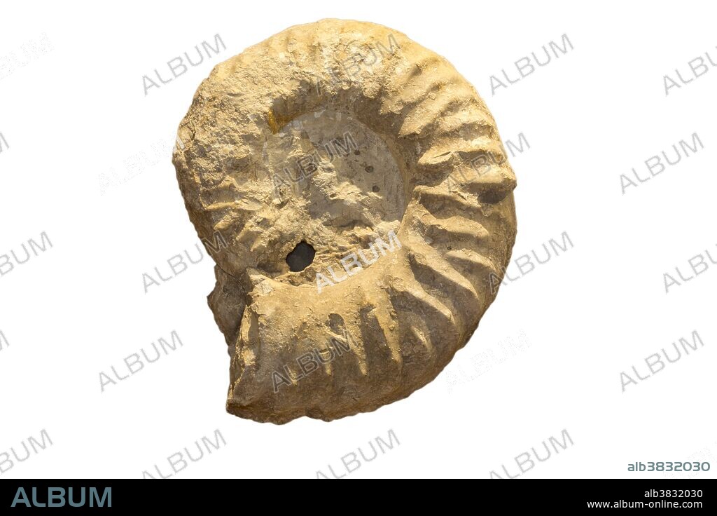 Fossil Ammonite (Mortoniceras shumardi) from the Cretaceous Period, about 103 million years ago, Texas, USA. Specimen at Museum of the Earth, Ithaca, New York.