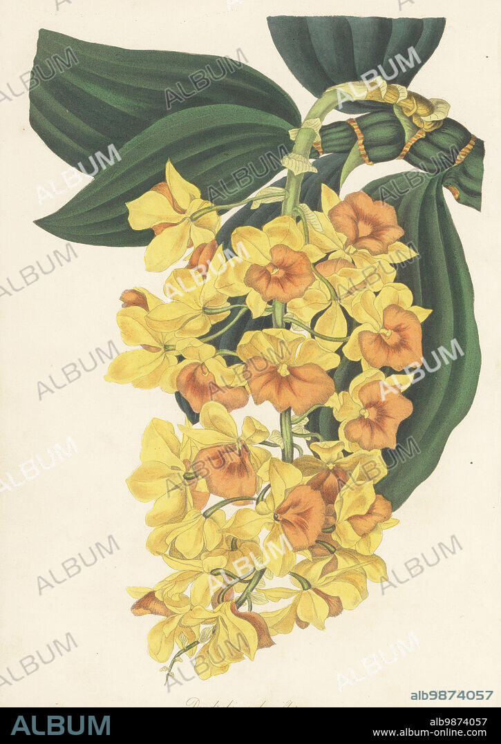 Dense-flowered dendrobium orchid, Dendrobium densiflorum. Native to Asia, found in the Khoseca hills, East Indies, by John Gibson, plant collector to the Duke of Devonshire. Handcoloured lithograph from Joseph Paxtons Magazine of Botany, and Register of Flowering Plants, Volume 5, Orr and Smith, London, 1838.