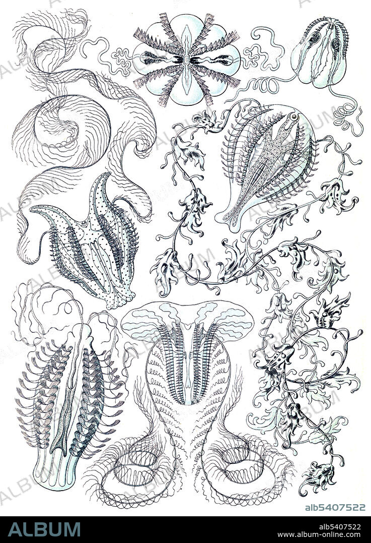 Ctenophorae (Ctenophora). Illustration shows comb jellies . Kunstformen der Natur (Art Forms in Nature) is a book of lithographic and halftone prints by Ernst Haeckel. It consists of 100 prints of various organisms, many of which were first described by Haeckel himself, translated from sketch to print by lithographer Adolf Giltsch. Ernst Haeckel (1834 - 1919) was a German biologist, naturalist, philosopher, physician, professor, marine biologist, and artist. Haeckel's identification key was not provided.