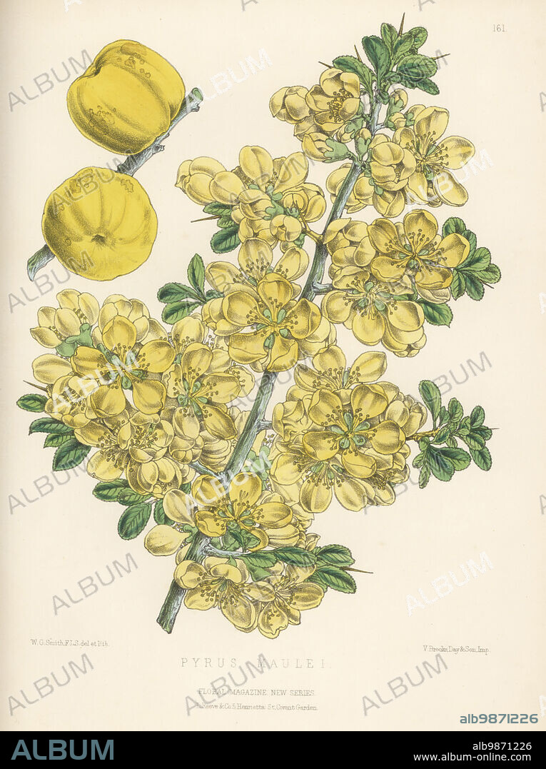 Japanese quince or Maule's quince, Chaenomeles japonica, with fruit. Native to Japan, imported by Alexander Maule nursery of Bristol. As Pyrus maulei. Handcolored botanical illustration drawn and lithographed by Worthington George Smith from Henry Honywood Dombrain's Floral Magazine, New Series, Volume 3, L. Reeve, London, 1874. Lithograph printed by Vincent Brooks, Day & Son.