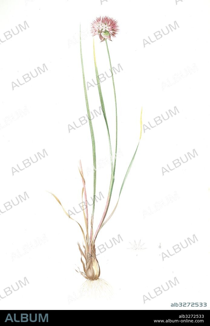 Allium foliosum, Allium Schoenoprasum; Ail feuille; Chive, Redouté, Pierre Joseph, 1759-1840, les liliacees, 1802 - 1816.