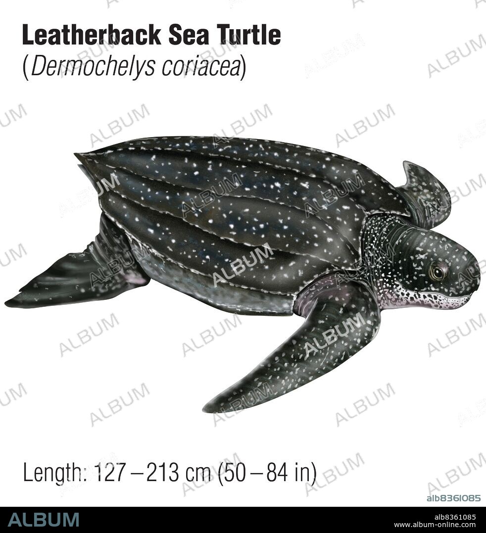 Leatherback sea turtle (Dermochelys coriacea), an endangered species.