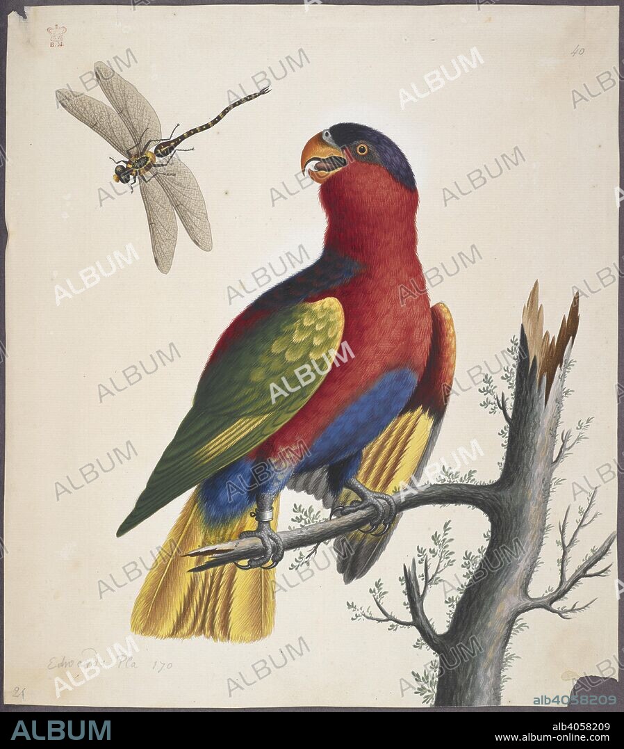 GEORGE EDWARDS. Purple-bellied Lory (Lorius hypoinochrous.). Drawings of birds. First half of the 18th century. Source: Add. 5263, f.40.