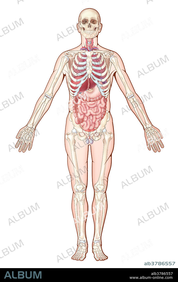 Human Body Biological Organ Systems Medical Infographic Vector Muscular  Endocrine Stock Vector by ©Sonulkaster 210831214