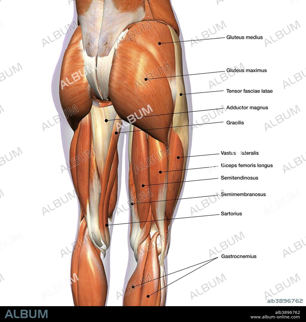 Rear view of female hip and leg muscles, with labels. - Album