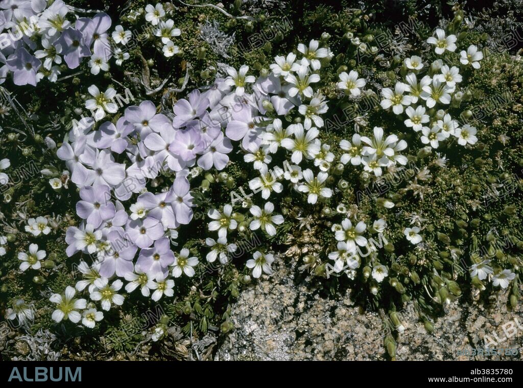 Cushion Phlox (Phlox pulvinata) and Alpine Sandwort (Minuartia obtusiloba); alpine tundra, Rocky Mountain National Park, Colorado, USA.