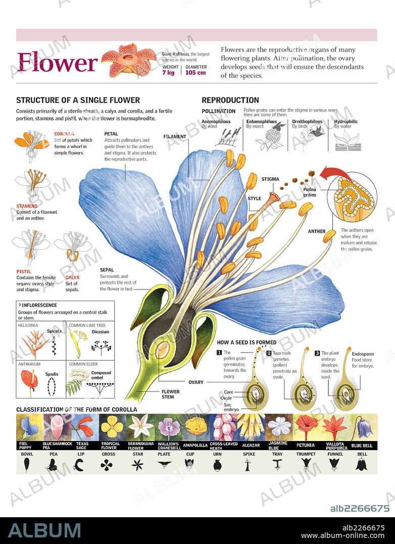 FLOWER. Infographics of the flower parts and their classification. Process of pollination and seed formation.