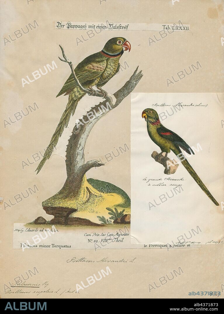 Palaeornis eupatria, Print, Psittacula, Members of the parrot genus Psittacula or Afro-Asian ring-necked parakeets as they are commonly known in aviculture originates found from Africa to South-East Asia. It is a widespread group, with a clear concentration of species in south Asia, but also with representatives in Africa and the islands of the Indian Ocean. This is the only genus of Parrot which has the majority of its species in continental Asia. Of all the extant species only Psittacula calthropae, Psittacula caniceps and Psittacula echo do not have a representative subspecies in any part of mainland continental Asia. The rose-ringed parakeet, Psittacula krameri, is one of the most widely distributed of all parrots., 1700-1880.