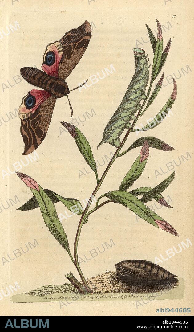 Eyed hawk-moth or ocellated sphinx: pupa, caterpillar on stem of plant, and moth with brown body and fore wings, pink and blue hind wings.. Smerinthus ocellata (Sphinx ocellata). Illustration signed by N (Frederick Nodder).. Handcolored copperplate engraving from George Shaw and Frederick Nodder's "Naturalist's Miscellany" (1790).. Frederick Polydore Nodder (1751~1801?) was a gifted natural history artist and engraver. Nodder honed his draftsmanship working on Captain Cook and Joseph Banks' Florilegium and engraving Sydney Parkinson's sketches of Australian plants. He was made "botanic painter to her majesty" Queen Charlotte in 1785. Nodder also drew the botanical studies in Thomas Martyn's Flora Rustica (1792) and 38 Plates (1799). Most of the 1,064 illustrations of animals, birds, insects, crustaceans, fishes, marine life and microscopic creatures for the Naturalist's Miscellany were drawn, engraved and published by Frederick Nodder's family. Frederick himself drew and engraved many of the copperplates until his death. His wife Elizabeth is credited as publisher on the volumes after 1801. Their son Richard Polydore (1774~1823) was responsible for the plates signed RN or RPN. Richard exhibited at the Royal Academy and became botanic painter to King George III. The illustrations are characterized by vivid colouring, fine detail, and a certain posed stiffness in the ornithological portraits, perhaps because they were sketched from dead specimens.