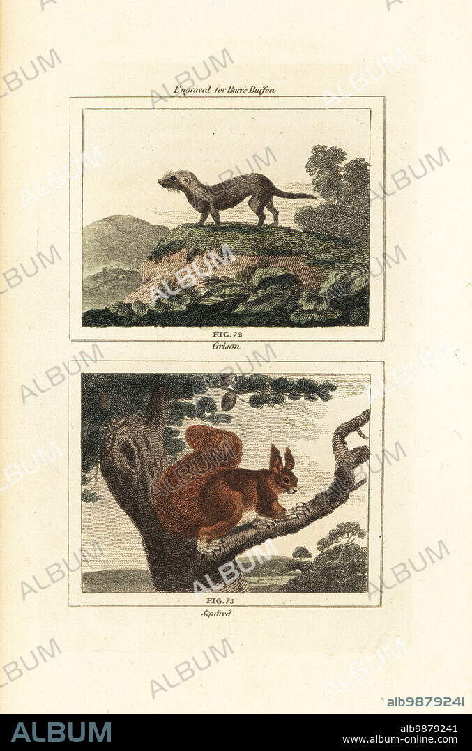 Greater grison from Surinam, Galictis vittata 72, and red squirrel, Sciurus vulgaris 73. Handcoloured copperplate engraving after Jacques de Seve from James Smith Barrs edition of Comte Buffons Natural History, A Theory of the Earth, General History of Man, Brute Creation, Vegetables, Minerals, T. Gillet, H. D. Symonds, Paternoster Row, London, 1807.