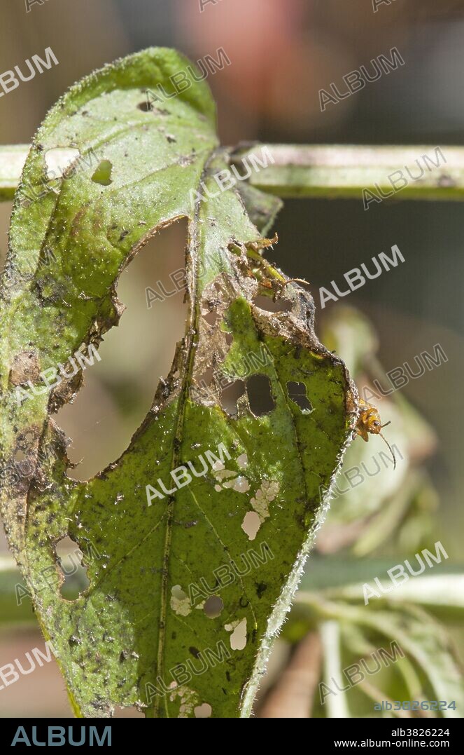 Galerucella beetle, a biological control species, peeking over an invasive purple loosestrife leaf.