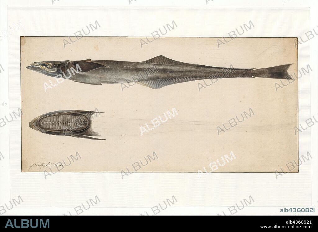Echeneis naucrates, Print, The live sharksucker or slender sharksucker (Echeneis naucrates) is a species of marine fish in the family Echeneidae, the remoras., 1769.