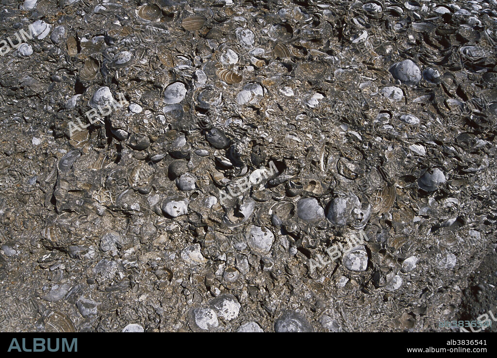 Marl with fossils in Belgrade, North Carolina. Marl is a calcium-carbonate-rich mudstone formed as marine deposits.