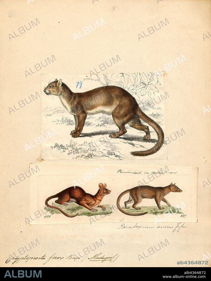 Cryptoprocta ferox, Print, The fossa is a cat-like, carnivorous mammal endemic to Madagascar. It is a member of the Eupleridae, a family of carnivorans closely related to the mongoose family (Herpestidae). Its classification has been controversial because its physical traits resemble those of cats, yet other traits suggest a close relationship with viverrids (most civets and their relatives). Its classification, along with that of the other Malagasy carnivores, influenced hypotheses about how many times mammalian carnivores have colonized Madagascar. With genetic studies demonstrating that the fossa and all other Malagasy carnivores are most closely related to each other (forming a clade, recognized as the family Eupleridae), carnivorans are now thought to have colonized the island once, around 18 to 20 million years ago., 1700-1880.