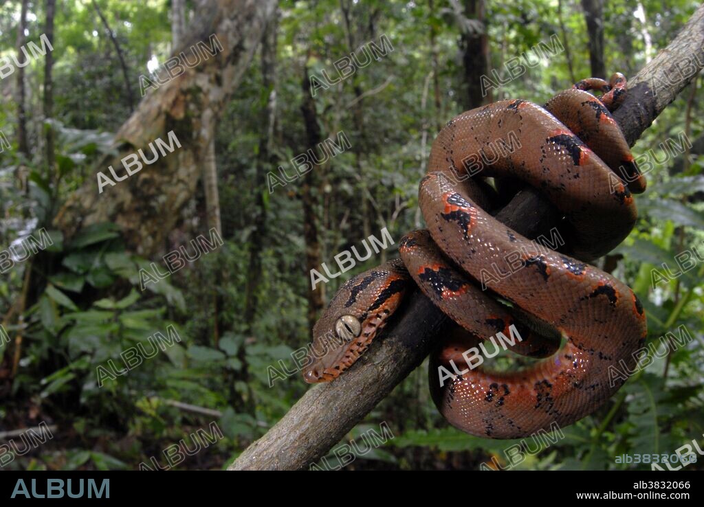 Tree boa, Corallus hortolanus, on tree, Peru. Formerly known as Corallus enydris, this is the most common boa in the region.