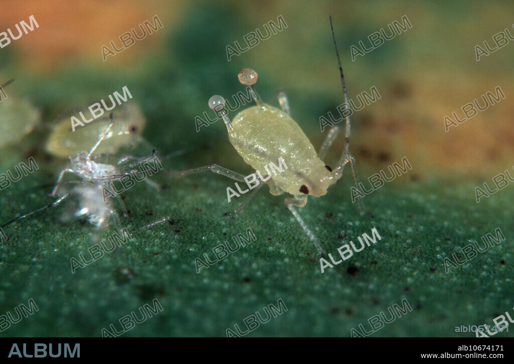 Mottled arum aphid (Aulacorthum circumflexum group) nymph secreting a distress pheromone.