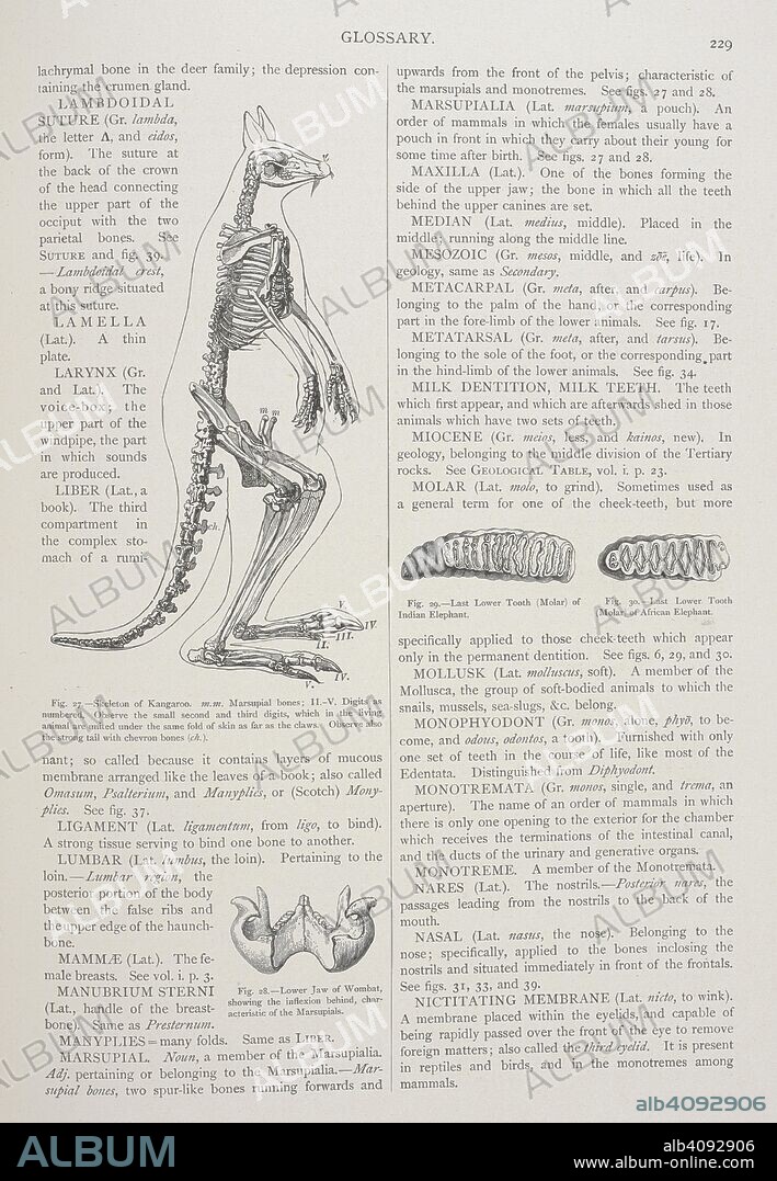 ALFRED RUSSEL WALLACE. Page from a glossary, with a diagram the skeleton of a kangaroo. The Geographical Distribution of Animals, with a study of the relations of living and extinct faunas as elucidating the past changes of the earth's surface. ... . London, 1876. Source: 07209.dd.1 page 229.