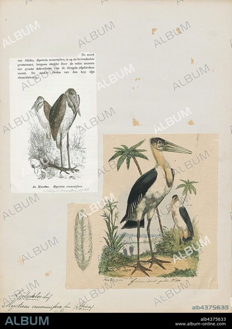 Leptoptilos crumeniferus, Print, The marabou stork (Leptoptilos crumenifer) is a large wading bird in the stork family Ciconiidae. It breeds in Africa south of the Sahara, in both wet and arid habitats, often near human habitation, especially landfill sites. It is sometimes called the "undertaker bird" due to its shape from behind: cloak-like wings and back, skinny white legs, and sometimes a large white mass of "hair"., 1836.