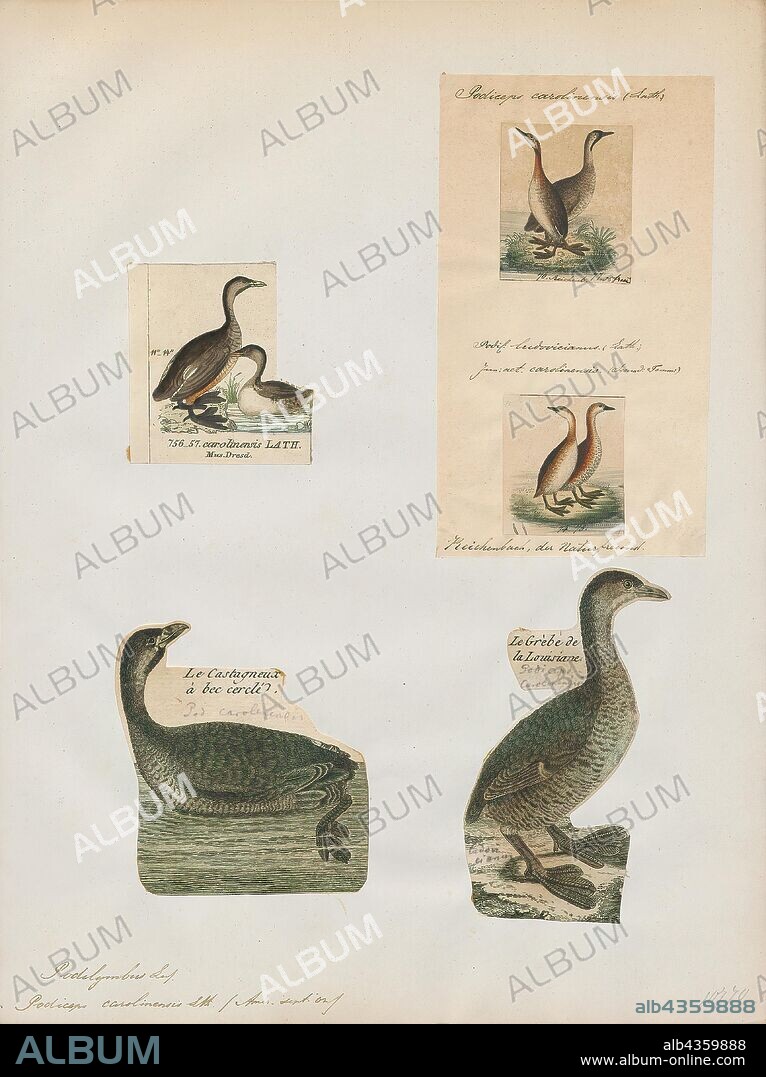 Podilymbus podiceps, Print, The pied-billed grebe (Podilymbus podiceps) is a species of the grebe family of water birds. Since the Atitlán grebe (Podilymbus gigas) has become extinct, it is the sole extant member of the genus Podilymbus. The pied-billed grebe is primarily found in ponds throughout the Americas. Other names of this grebe include American dabchick, rail, dabchick, Carolina grebe, devil-diver, dive-dapper, dipper, hell-diver, pied-billed dabchick, pied-bill, thick-billed grebe, and water witch., 1700-1880.