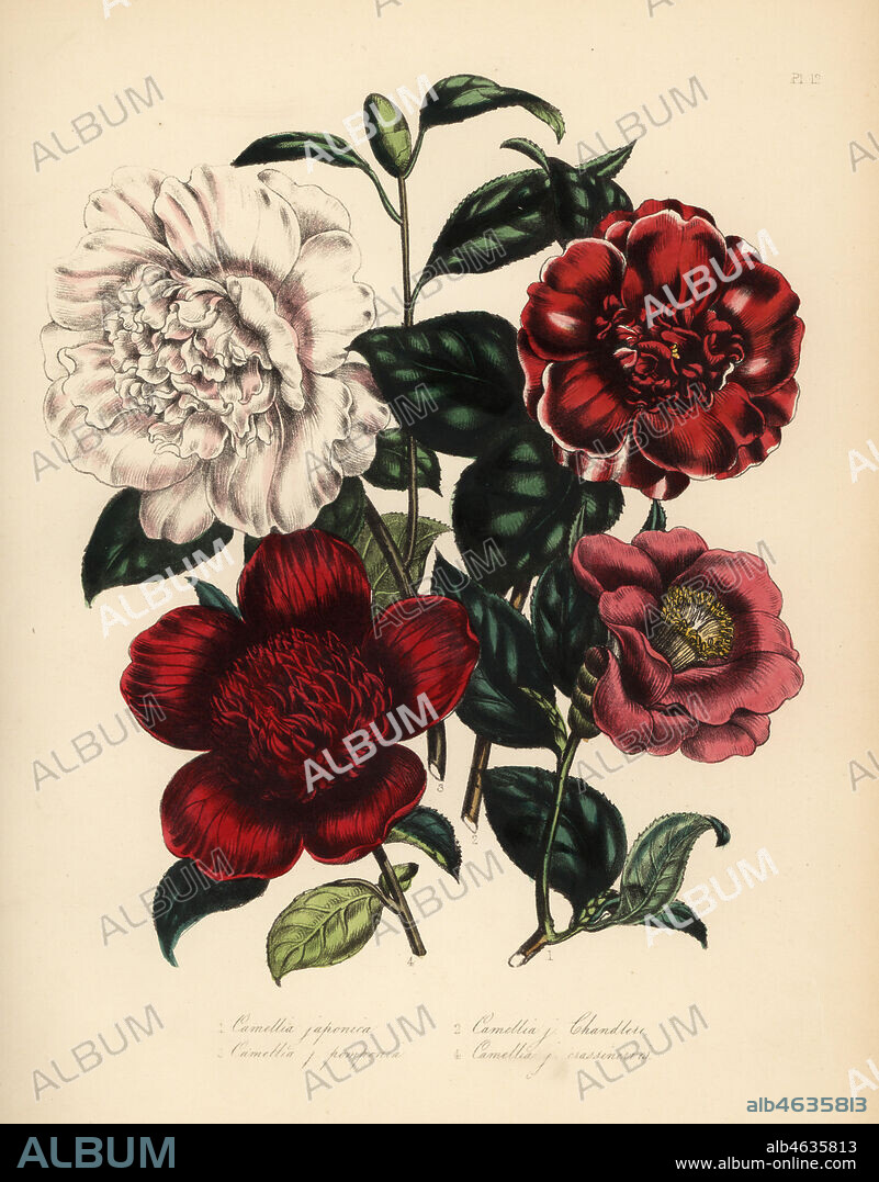 Japan rose, Camellia japonica, Chandler's camellia, Camellia j. chandleri, pompone camellia, Camellia j. pomponia, and waratah Telopea speciosissima (Camellia j. anemoneflora). Handfinished chromolithograph by Noel Humphreys after an illustration by Jane Loudon from Mrs. Jane Loudon's Ladies Flower Garden or Ornamental Greenhouse Plants, William S. Orr, London, 1849.