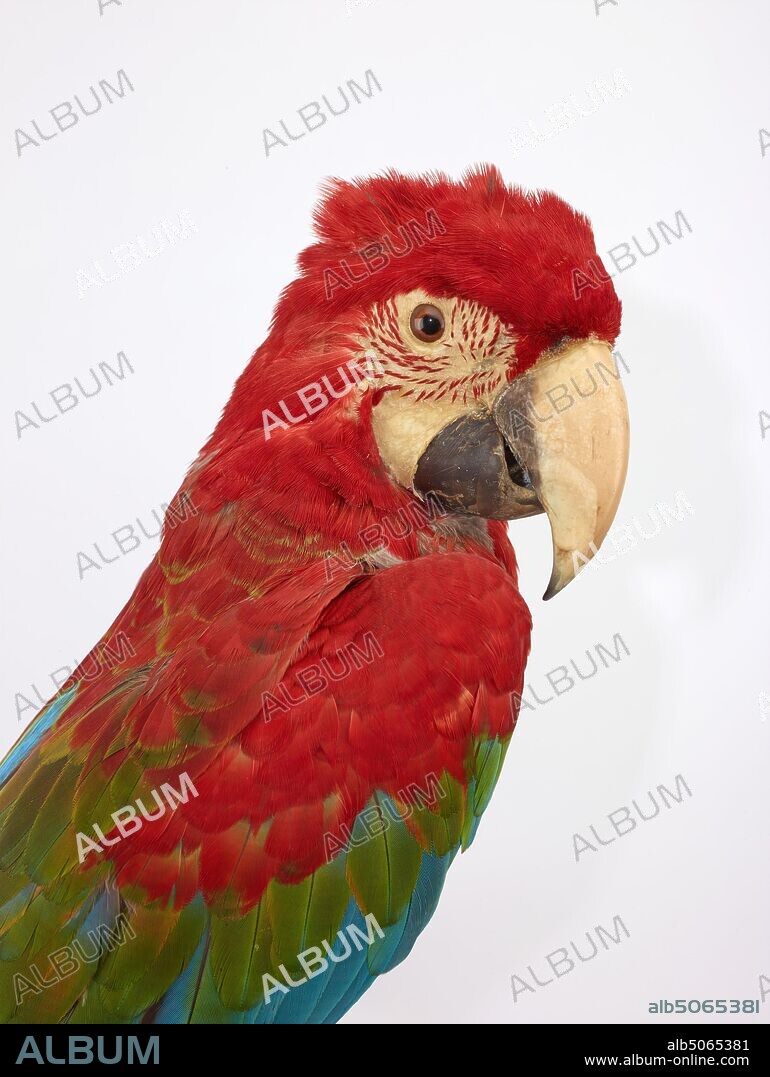 Taxidermy of a Red-and-green Macaw (Ara chloropterus). From the parrot family., Natural Science, Zoology, Taxidermy, Bird.