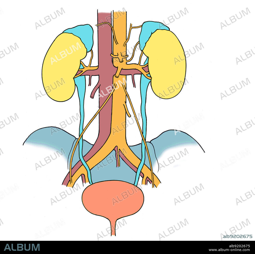 Anatomical illustration of urinary system, showing aorta, right and left kidneys, bladder, renal vein, inferior vena cava, iliac vein, iliac artery, testicular or ovarian artery, inferior mesentery artery, ureter, renal artery, superior mesentery artery, adrenal gland, and celiac arteries.