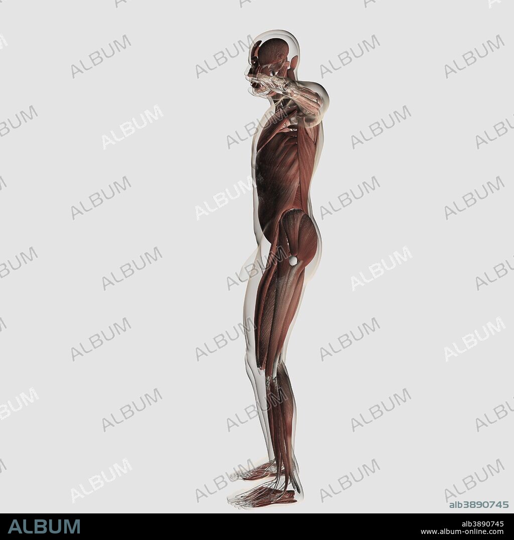 Anatomy of male muscular system, side view.