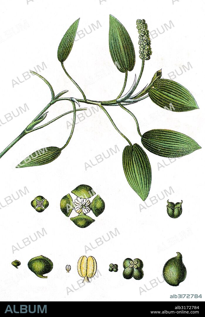 Broad-leaved pondweed, floating pondweed, floating-leaf pondweed, potamogeton natans.