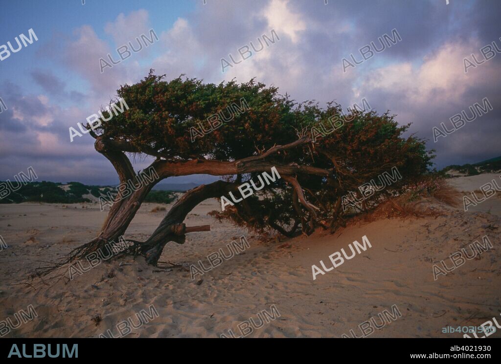 Centuries-old coastal prickly juniper tree (Juniperus oxycedrus macrocarpa) shaped by the wind on Piscinas dunes, surroundings of Arbus, Costa Verde, Sardinia, Italy.