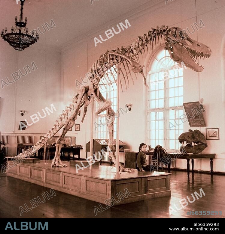 Skeleton of Tarbosaurus, a dinosaur closely related to Tyrannosaurus. Tarbosauri grew to height of 10-12 m and weight of more than a ton. Country of Origin: Mongolia. Date/Period: Late Cretaceous period, 70-65 million years ago.