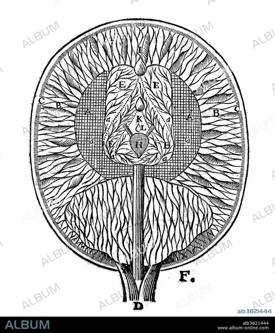 Descartes: Diagram showing the ventricles of the brain (E) and pineal gland (H). A & B are fibers ending in walls of ventricles. Illustration from 1664. Rene Descartes, French mathematician and philosopher (31st March 1596 - 11 February 1650). Descartes created co-ordinate geometry, a bridge between algebra and geometry, now known as Cartesian geometry. He is considered a founding father of modern philosophy, famous for his statement "Cogito ergo sum" - "I think, therefore I am" (from his 'Discourses on the Method' 1637).