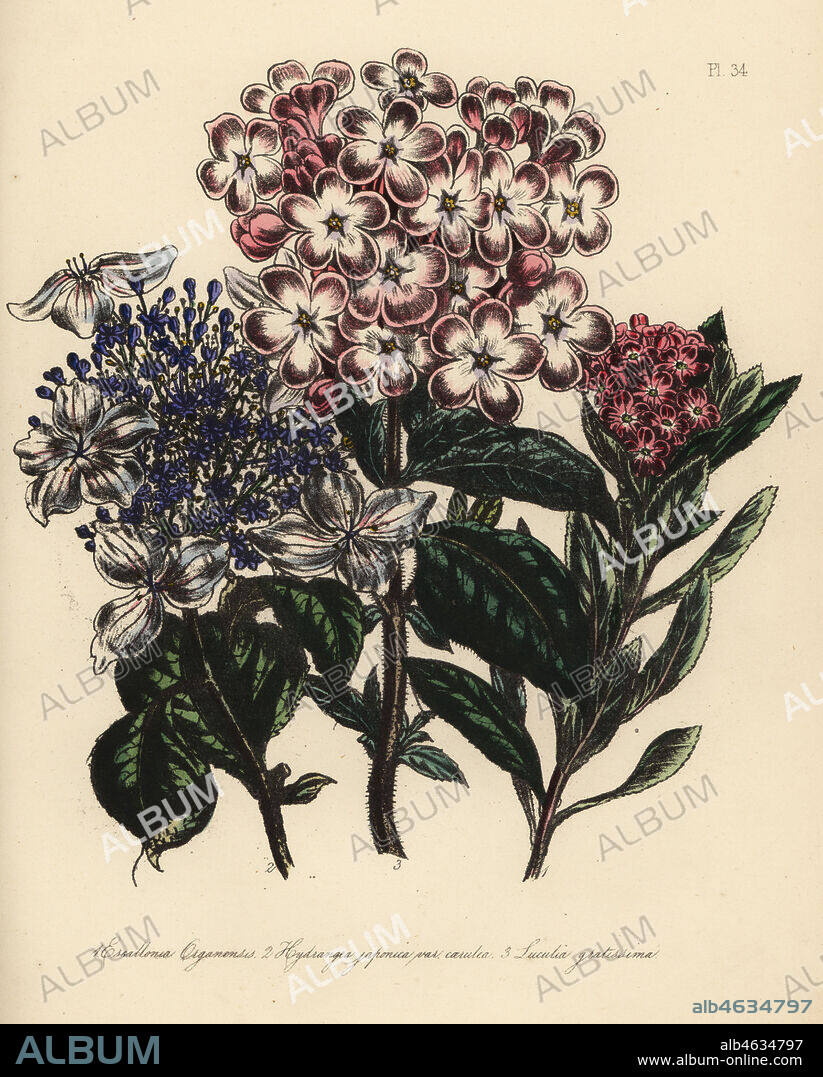 Organ mountains escallonia, Escallonia organensis, blue flowered Japanese hydrangea, Hydrangea japonica caerulea, and fragrant luculia, Luculia gratissima. Handfinished chromolithograph by Henry Noel Humphreys after an illustration by Jane Loudon from Mrs. Jane Loudon's Ladies Flower Garden or Ornamental Greenhouse Plants, William S. Orr, London, 1849.