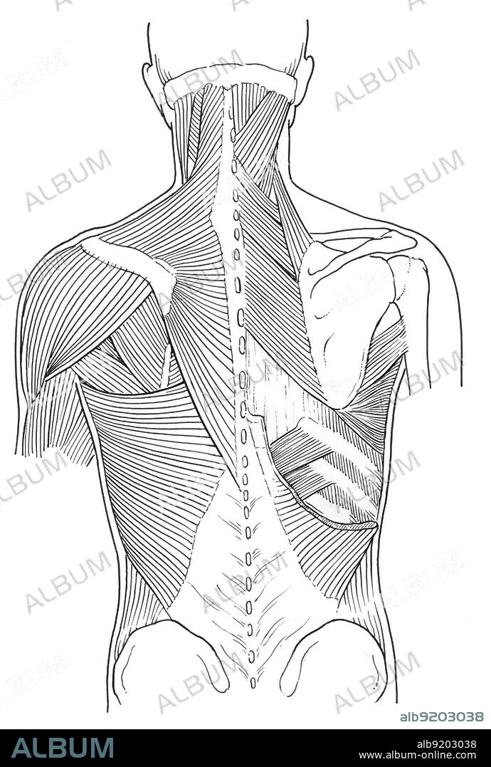 The Muscles of the Back