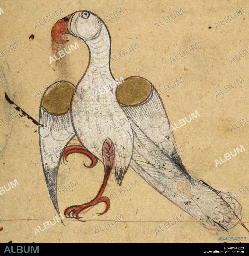 Egyptian vulture. Kitab Na't al-hayawan (book of the characteristics of animals). Middle East, 13th century. A treatise on animals and the medical properties of the various parts of their bodies, compiled from works of Aristotle and Ibn Bakhtishu'. Source: Or. 2784 f.35v. Language: Arabic.