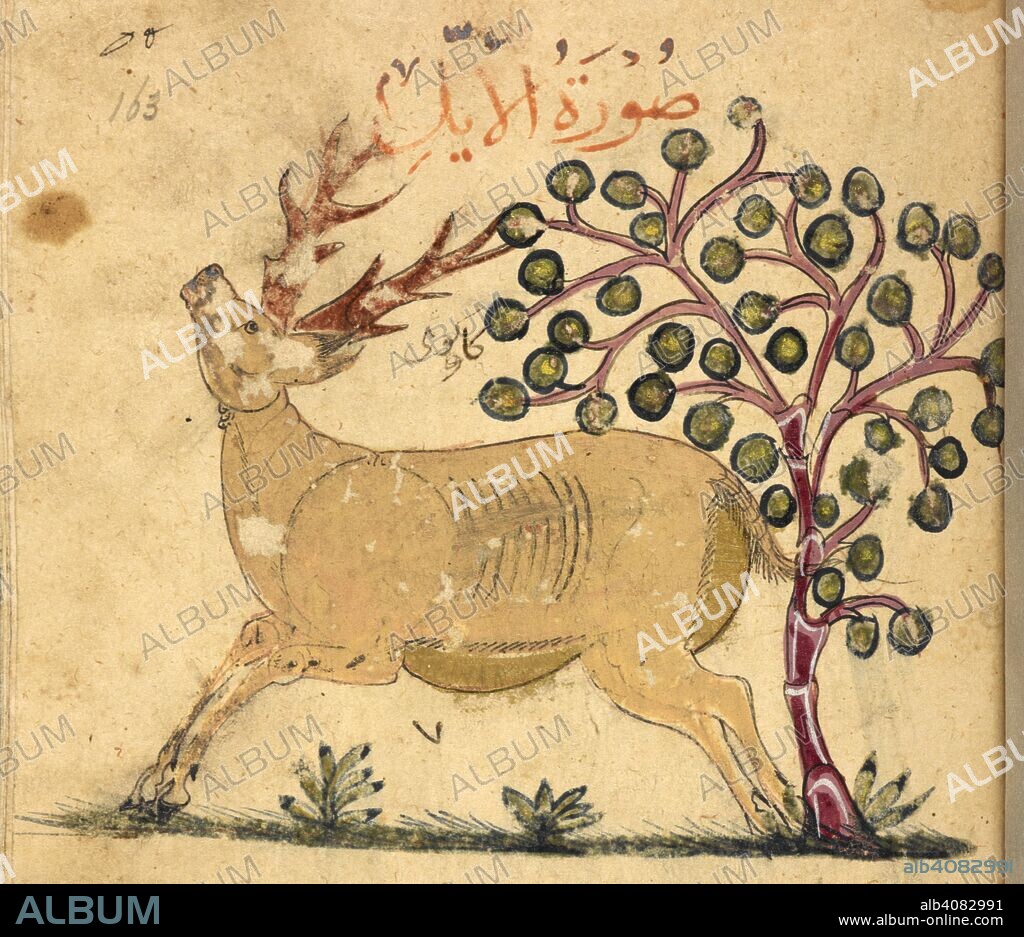 Deer. Kitab Na't al-hayawan (book of the characteristics of animals). Middle East, 13th century. A treatise on animals and the medical properties of the various parts of their bodies, compiled from works of Aristotle and Ibn Bakhtishu'. Source: Or. 2784 f.163r. Language: Arabic.