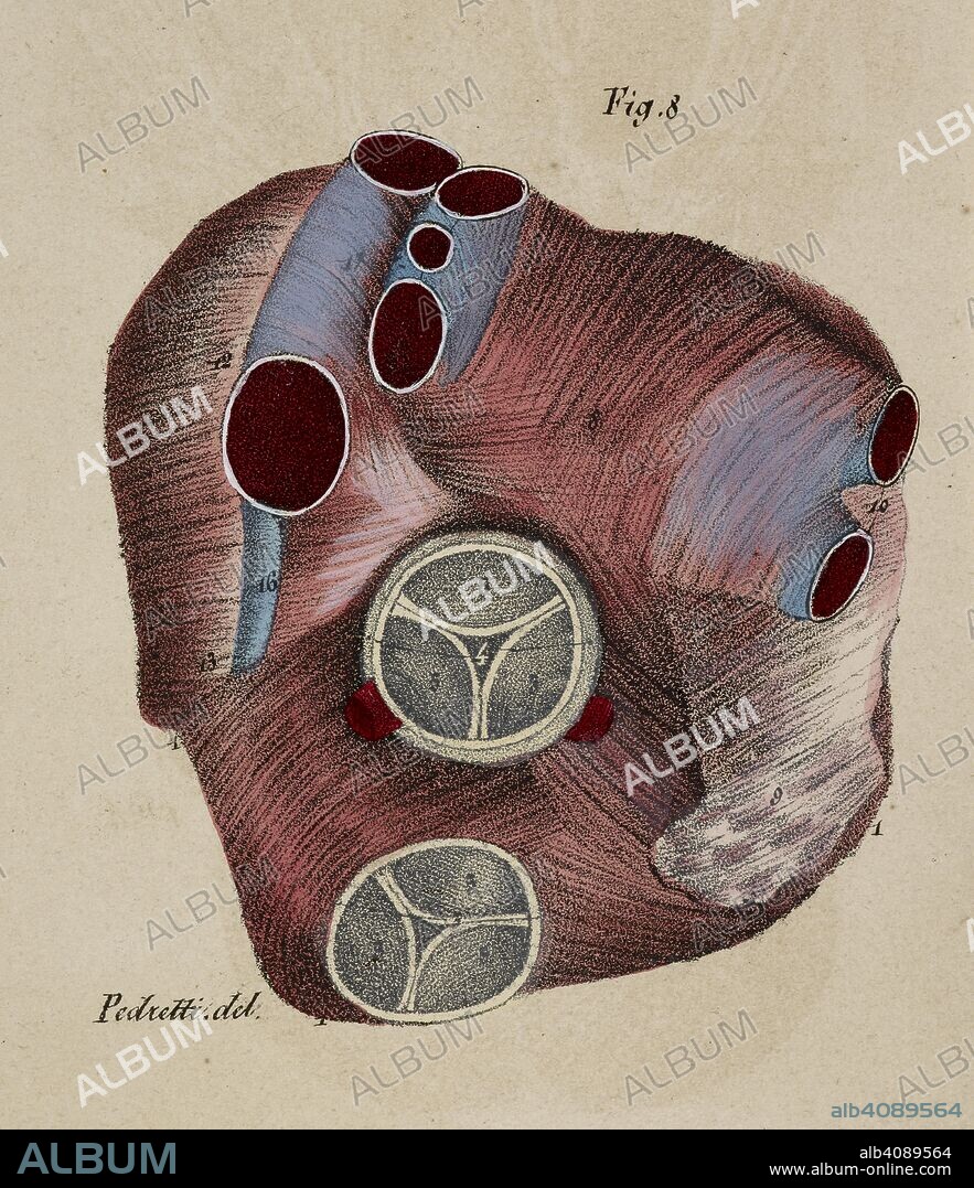 Anatomical drawing. Heart. Valves. Arteries. . Planches anatomiques du ...